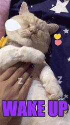 Sleeping Cat Wake Up GIF