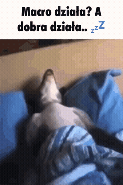 Sleeping Cat With Macro Dziata Zzz GIF