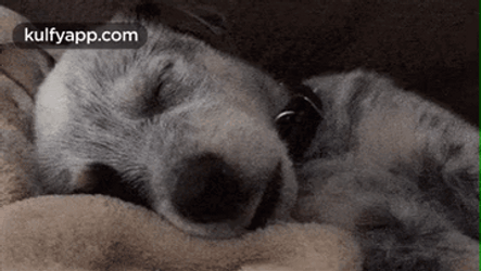 Sleeping Cute Gray Dogs GIF