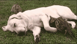 Sleeping Dog Cat Laying Down Beside Funny Hug GIF