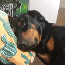 Sleeping Dog Doberman Funny Animal
