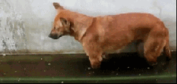 Sleeping Dog Flood Water Fall GIF