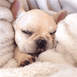 Sleeping Dog Frenchie Cute Stretch