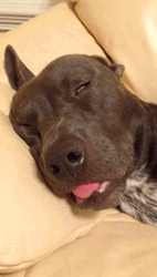 Sleeping Dog Funny Tongue Check