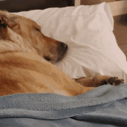 Sleeping Dog Golden Retriever Bed