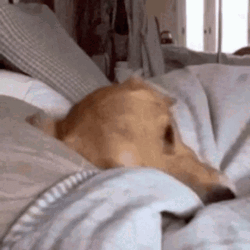 Sleeping Dog Goodnight In Bed