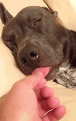 Sleeping Dog Long Tongue