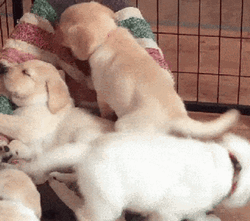 Sleeping Dog Puppies Nap Time