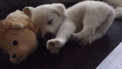 Sleeping Dog Puppy Cute Stretch