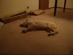 Sleeping Dog Running Panic Dream