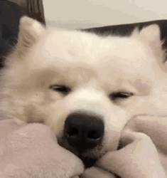 Sleeping Dog Samoyed Goodnight