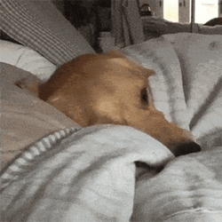 Sleeping Dog Yawn Under Sheets