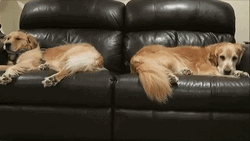 Sleeping Dogs Golden Retriever Couch