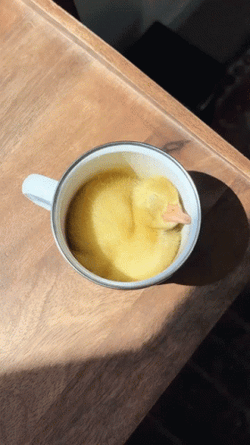 Sleeping Ducky Coffee Mug  GIF