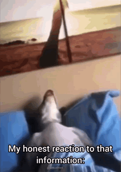 Sleeping Funny Dog Meme GIF