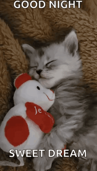 Sleeping Kitten Next To Teddy Bear GIF