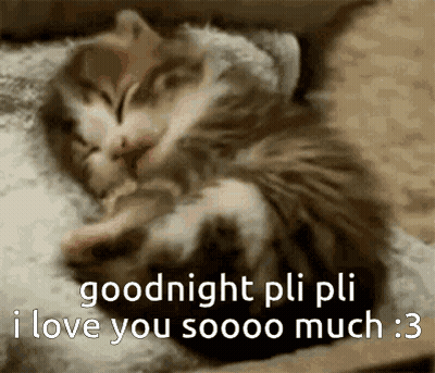 Sleeping Kitten With Goodnight Pli Pli I Love You GIF