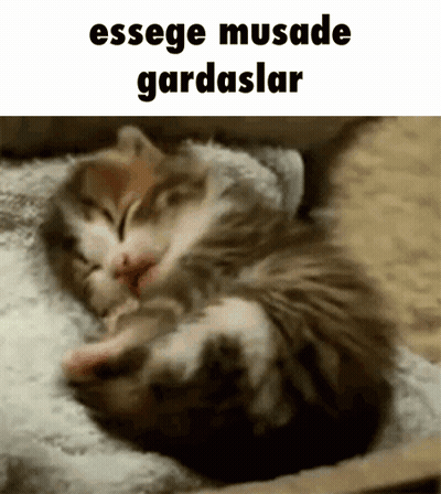 Sleeping Kitten with Text