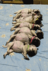 Sleeping Puppies Waking Up GIF