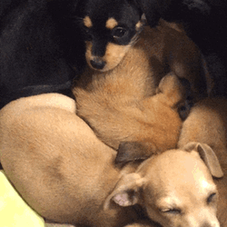 Sleeping Puppy Family Hug GIF
