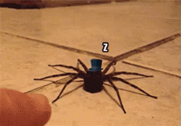 Sleeping Scary Spider Awaken GIF