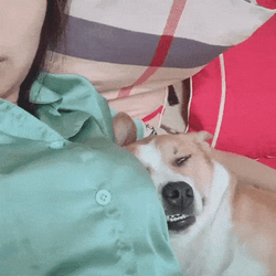 Sleeping Ugly Dog GIF