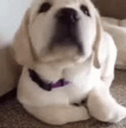 Sleepy And Sad Puppy GIF