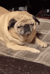 Sleepy And Tired Pug GIF