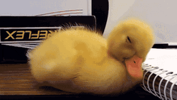 Sleepy Baby Duck
