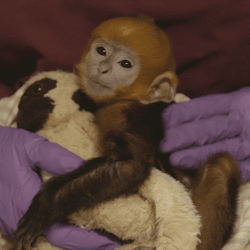 Sleepy Baby Monkey Hugging Toy GIF
