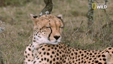 Sleepy Big Cat Time Leopard GIF