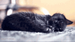 Sleepy Black Cat Is Calm  GIF