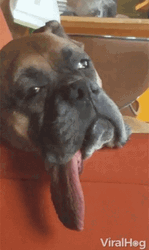 Sleepy Boxer Dog Heat Stroke GIF