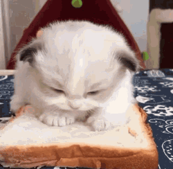Sleepy Cat Bread Sandwich