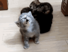 Sleepy Cat Can't Fight Drowsiness GIF