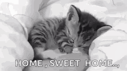 Sleepy Cat Curled Up In Bed GIF