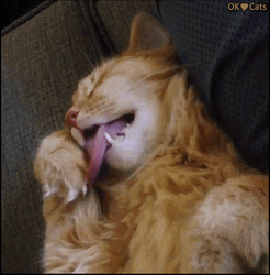 Sleepy Cat Dreaming Of Licking Paw GIF