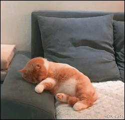Sleepy Cat Dreaming Of Running GIF