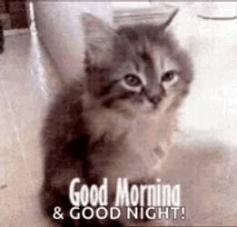 Sleepy Cat Good Morning And Good Night Meme GIF