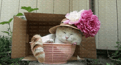 Sleepy Cat  Hanging Out In Basket GIF