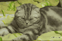 Sleepy Cat Head Falling In Bed GIF