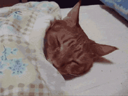Sleepy Cat  Hiding Under Quilt GIF