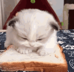 Sleepy Cat  Sandwiched Between Breads GIF
