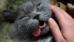 Sleepy Cat Tongue Hanging Out GIF