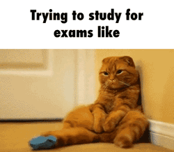 Sleepy Cat Trying To Study For Bar Exam GIF