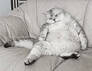 Sleepy Cat Was Stuffed GIF