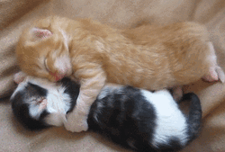 Sleepy Cats Cuddling In Bed GIF