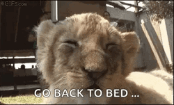 Sleepy Cub Go Lions GIF