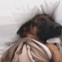 Sleepy Dog Bed Comfy GIF