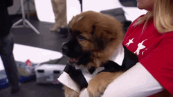 Sleepy Dog Big Yawn GIF